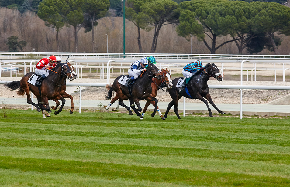 Différentes Options de Sol