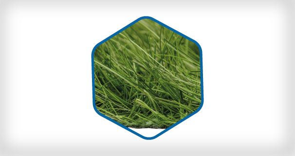 Herbe Hybride